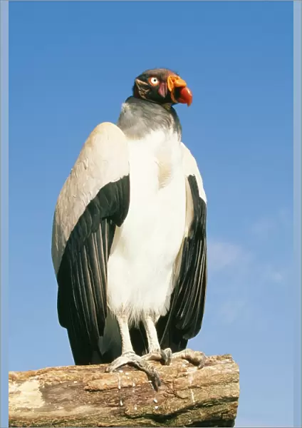 American King Vulture WAT 4523 Sarcoramphus papa © M. Watson  /  ardea. com
