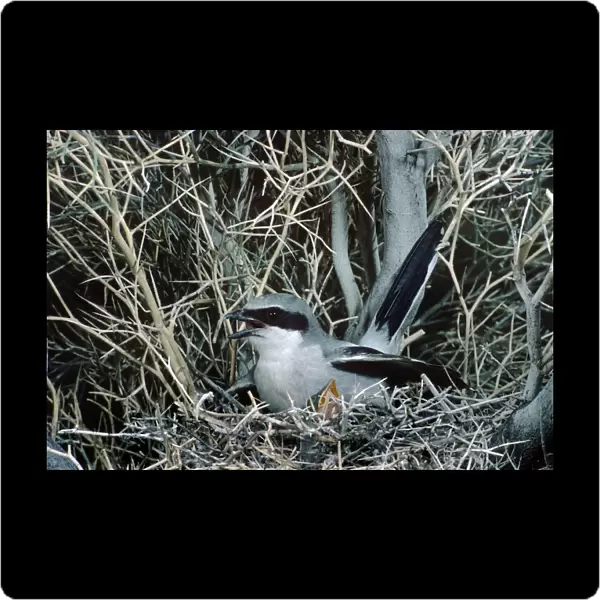 Loggerhead Shrike - at nest with young