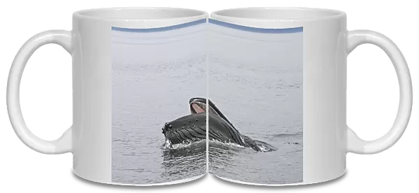Humpback Whale - Surface feeding - Mouth open with lateral lunge - Expandable throat grooves - inside Passage - Alaska