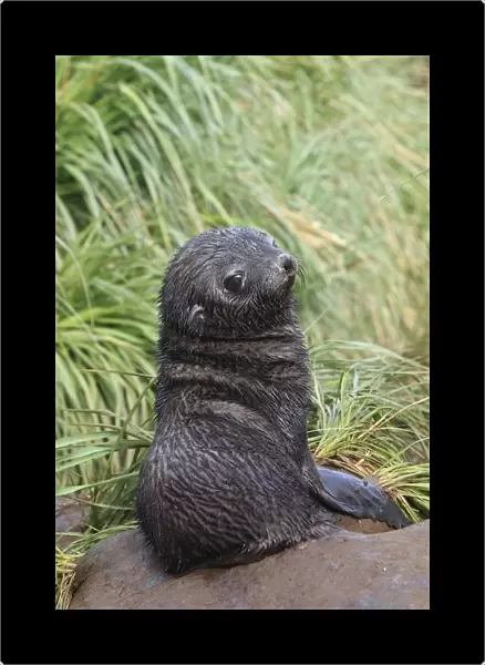 Antarctic Fur Seal - Prion Island - South Geotgia