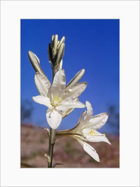 Desert Lily WW 41 Hesperocallis undulata © Wardene Weisser  /  ardea. com