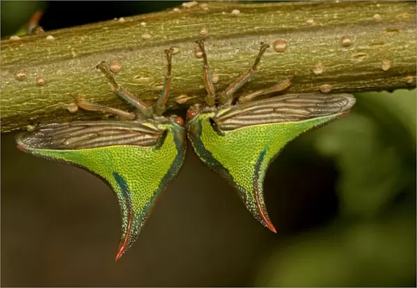 Thornbugs - Costa Rica - family membracidae