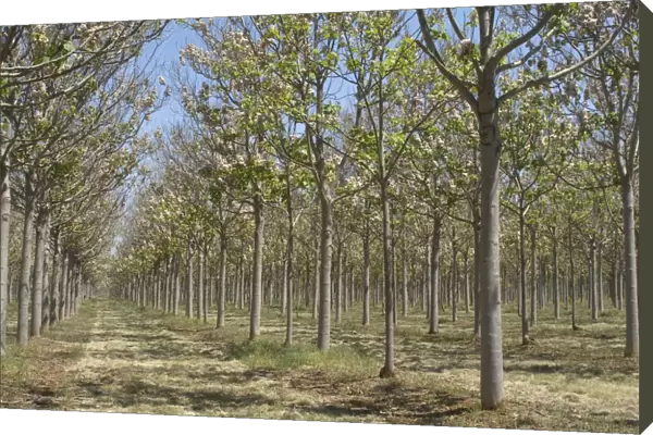 Trees in a Paulownia plantation in Queensland. Paulownia is a fast growing timber which can be coppiced to produce a continuing supply of timber light in weight and colour