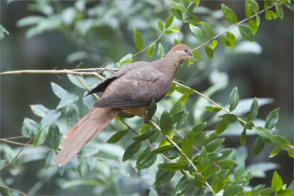 Brown Cuckoo-Dove  / Brown Pigeon  /  Pheasant Pigeon - in a clearing in rainforest, Malanda, north Queensland, Australia. Distribution: eastern Australia and from Indonesia to the Philippines