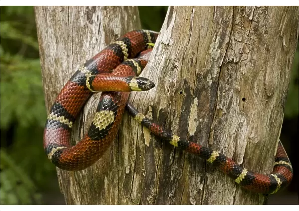 Tropical Milk Snake  /  Milksnake - Costa Rica