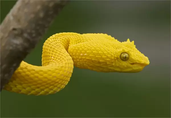 Eyelash Palm-pitviper - captive - tropical rainforest - venomous - Costa Rica