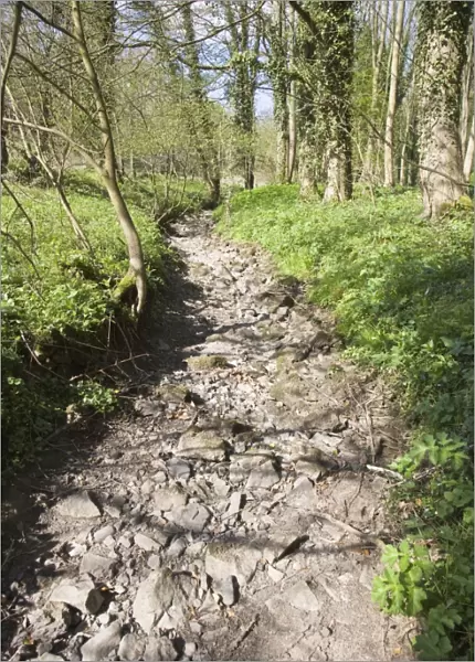 Woodland Stream Dried up in April 2007 Peak District Derbyshire UK