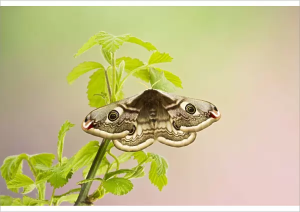 Emperor Moth - female on foodplant - Bedfordshire UK 12372