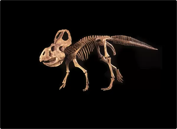 Dinosaurs - Ceratopsians - Protoceratops Cretaceous, Mongolia Specimen courtesy Gaston Design. DR 322