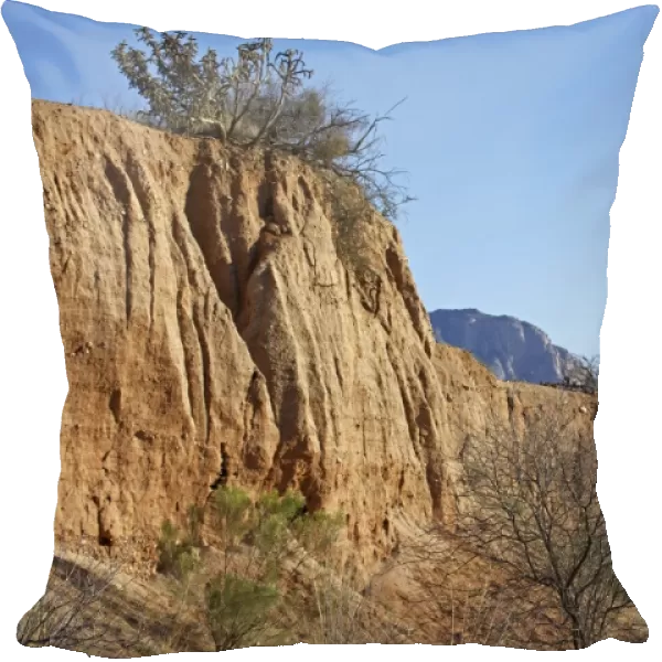 Western Diamond-backed Rattlesnakes winter hibernation site -Arizona - Sonoran desert - March 2011
