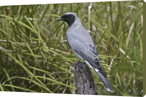 Black-faced Cuckoo-shrike - Endemic Tasmanian subspecies. Near Swansea, eastern Tasmania, Australia