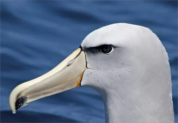 Salvin's Albatross - offshore from Kaikoura - South Island - New Zealand