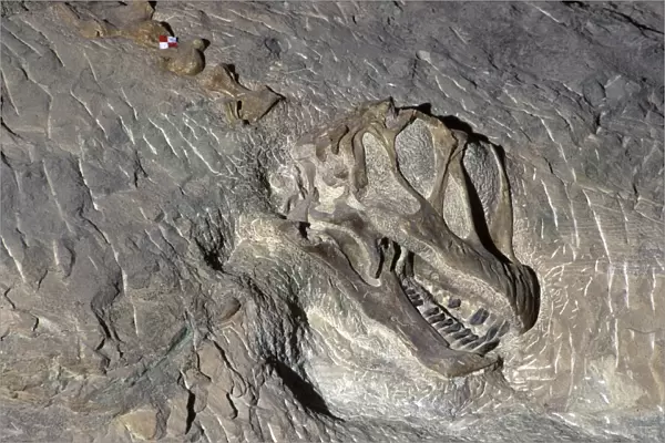 Dinosaurs - Sauropods - Camarasaurus: skull Skull exposed in the quarry face at Dinosaur National Monument, Utah, USA. Morrison Formation, Upper Jurassic. (As of 2007)