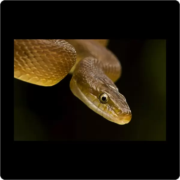 Tropical Rat Snake - constictor - Found from Arizona to Costa Rica - tropical dry forest - Santa Rosa National park - Costa Rica