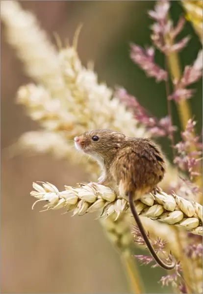 Harvest Mouse - in wheat - Bedfordshire UK 14448