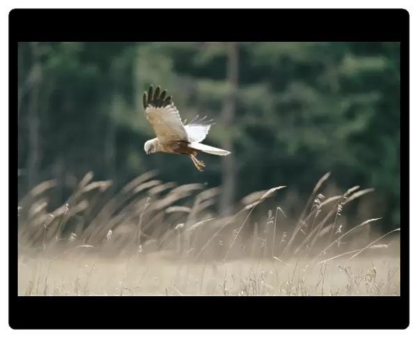 Marsh Harrier - in flight