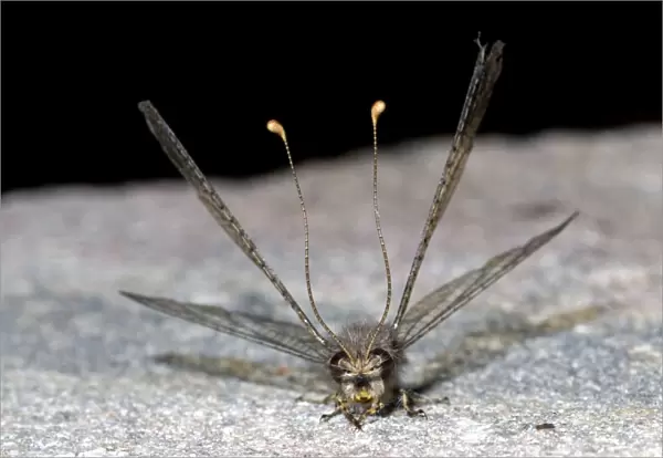 Owl Fly  /  Long-horned Antlion - resting during day showing characteristic long clubbed antennae - Hawk flying insect prey at dusk - Grahamstown - Eastern Cape - South Africa