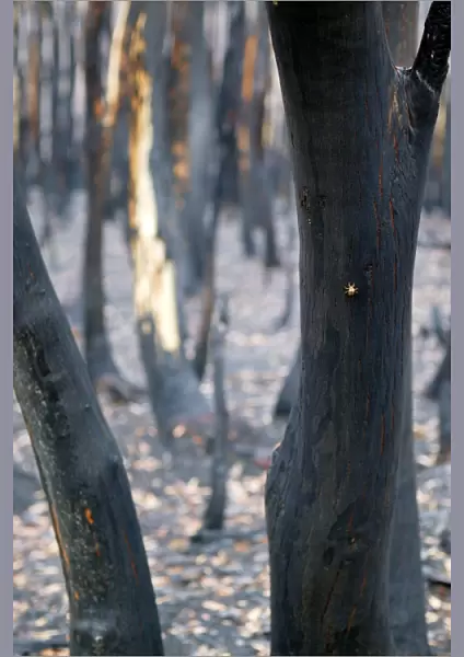 Burnt Eucalyptus Trees JLR 4 Dargo high plains - Alpine National Park, North East Victoria Australia © Jean-Marc La-Roque  /  ardea. com