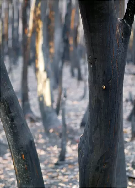 Burnt Eucalyptus Trees JLR 4 Dargo high plains - Alpine National Park, North East Victoria Australia © Jean-Marc La-Roque  /  ardea. com