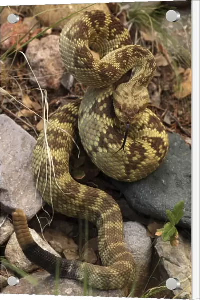 Black-tailed Rattlesnake - showing rattle - smelling or tasting the air with its tongue - Chiricahua Mountains - Arizona - USA - Distribution: Texas -New Mexico and Arizona into central Mexico