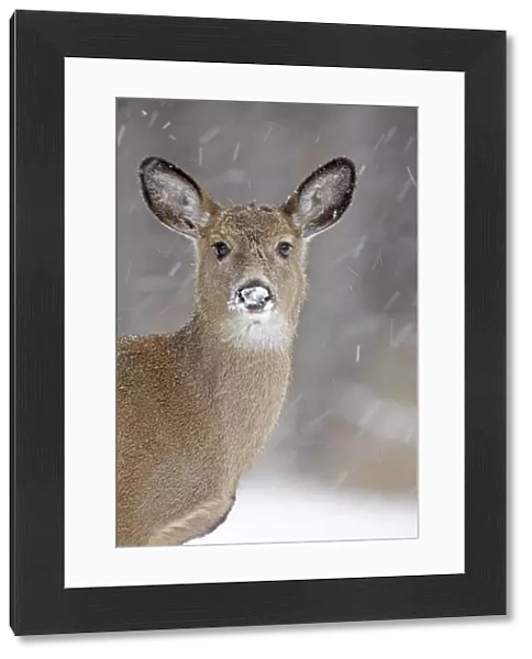 White-tailed Deer - in winter snow - New York - USA