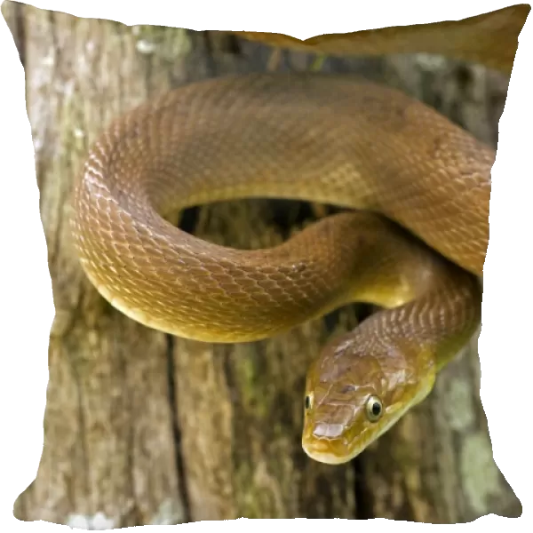 Tropical Rat Snake - Found from Arizona to Costa Rica - constictor - Santa Rosa National park - tropical dry forest - Costa Rica