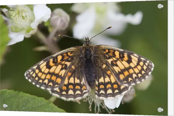Heath Fritillary Butterfly - on bramble - UK