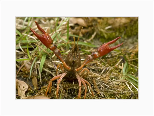 Red Swamp Crawfish(Crayfish) - defensive display - Important food item - commercially harvested - native to Southeastern US - introduced widely elsewhere - Louisiana