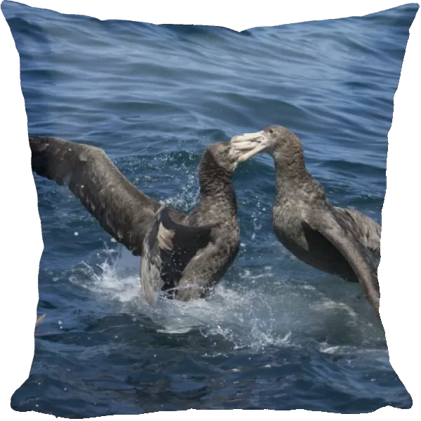 Northern Giant Petrels - fighting on the water - offshore from Kaikoura - South Island - New Zealand