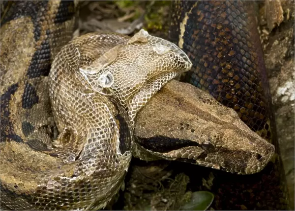 Boa Constictor - shedding skin - tropical rainforest - Guanacaste National Park - Costa Rica
