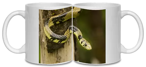 Tropical  /  Tiger Rat Snake - Costa Rica