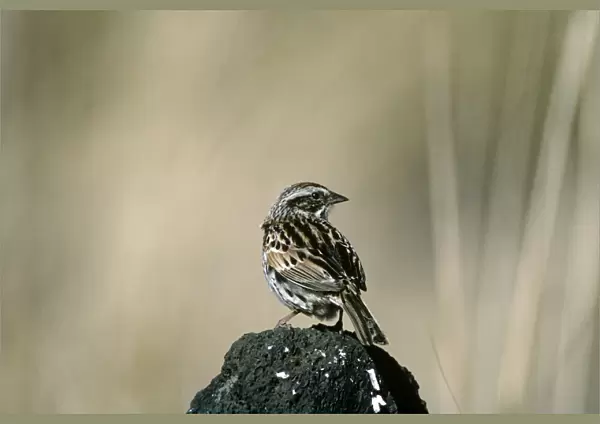 Sierra Madre Sparrow - La Cima - D. Federal - Mexico
