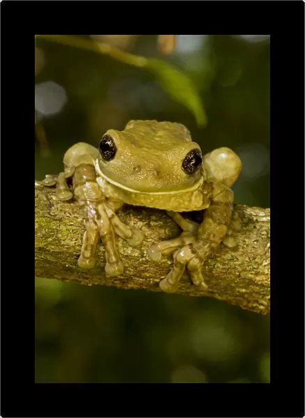 Mexican Masked Treefrog - Costa Rica