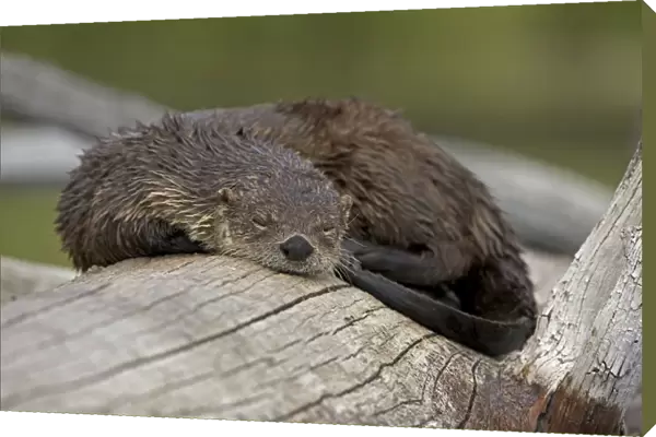 River Otter - sleeping on log - Wyoming - USA