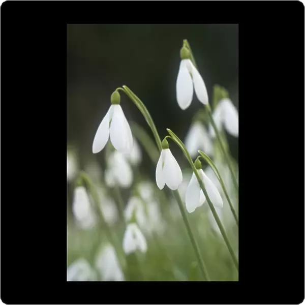 Snowdrops - growing wild in woodland - Essex - UK PL002126