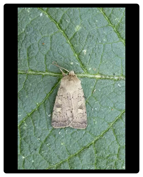Square Spot Rustic Moth - Essex, UK IN000705