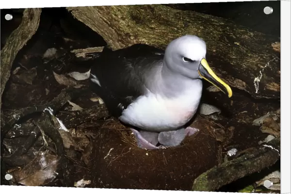 Southern Buller's Albatross - adult with newly hatched chicks