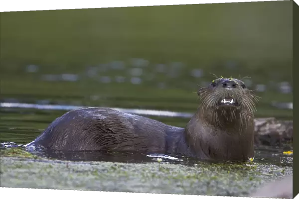 River Otter - swimming - Wyoming - USA