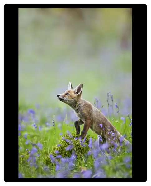 Red Fox - cub in bluebell woodland - controlled conditions 12796