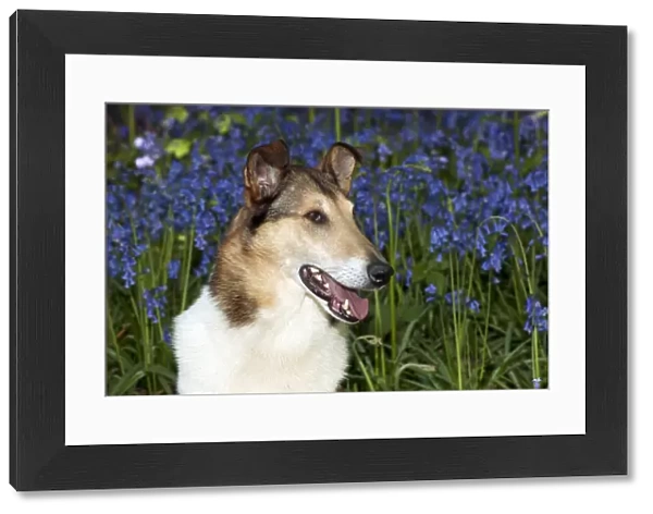 DOG - Smooth collie in bluebells