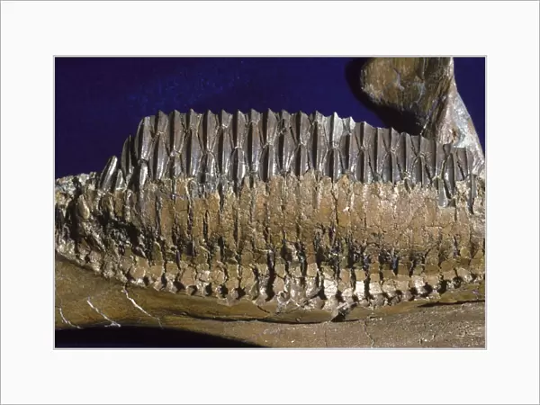 Dinosaurs - Hadrosaurs teeth Cretaceous, Montana, USA, and Alberta, Canada The photograph shows the tooth battery of a Hadrosaur (plant eating dinosaurs)