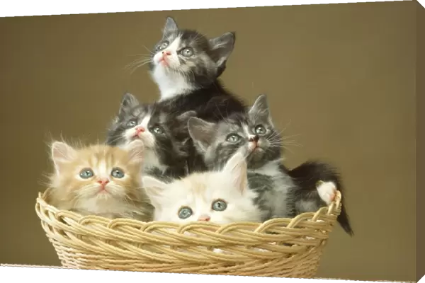 Cat - five kittens in basket
