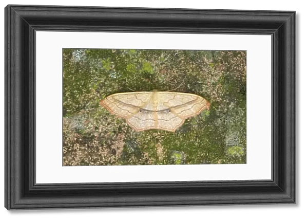 Smal Blood-vein Moth Scopula imitaria Essex, UK IN000457
