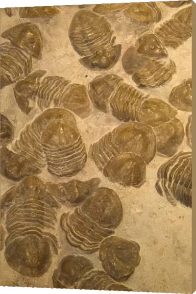 Fossil Trilobites - Mass mortality-extinct marine invertebrates Middle Devonian, Near St. Petersburg, Russia E50T4144