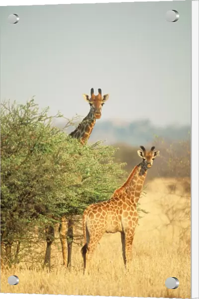 Giraffe CAN 14 Parent with young, Zimbabwe, Africa. Giraffa camelopardalis © John Cancalosi  /  ardea. com