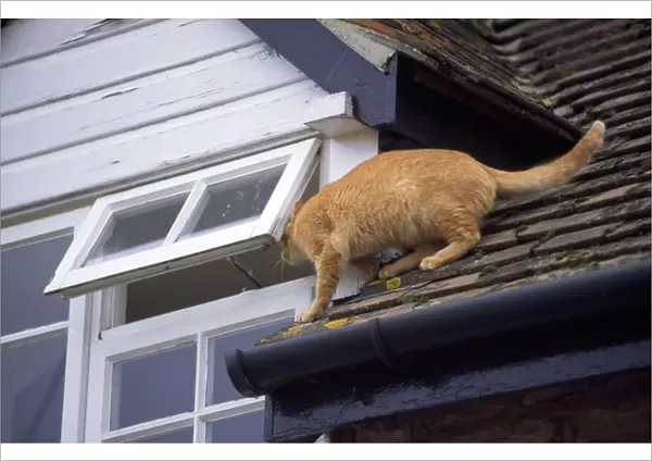 Cat - on roof
