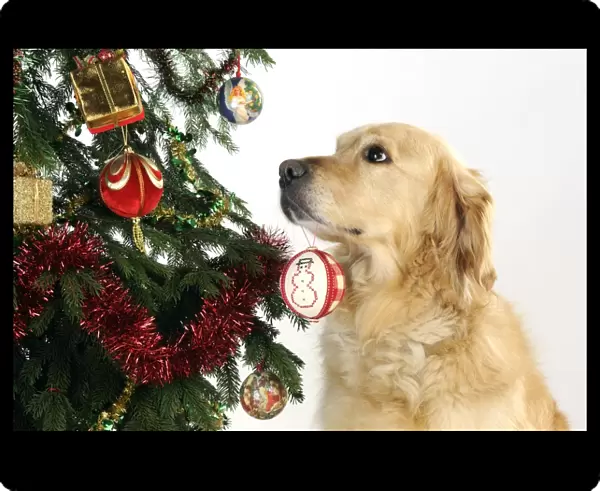DOG - Golden retriever hold christmas bauble in mouth
