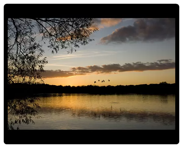 Sunset - Groby Pool, Leicestershire UK