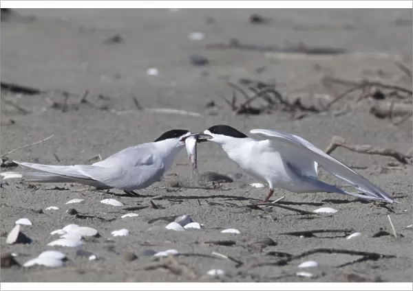 White-fronted Tern - courtship feeding - Ashley River estuary - Canterbury - New Zealand