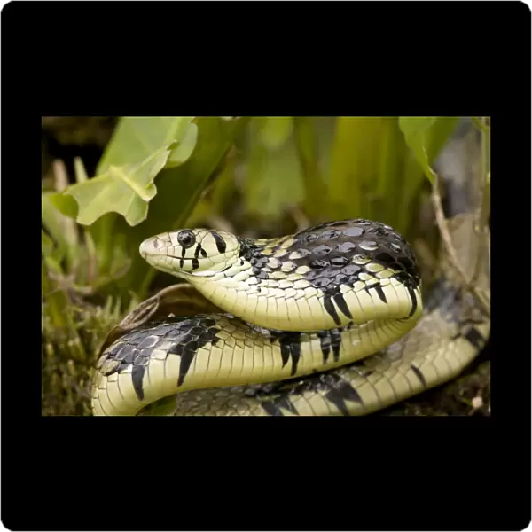 Tropical Rat Snake - defensive display - tropical rainforest - Costa Rica
